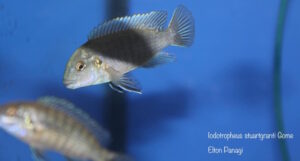 Iodotropheus stuartgranti 'Gome'